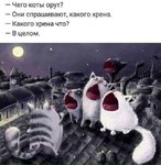 коты какого хрена.jpg