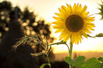 sunflower-1.jpg