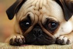 Pets-sad-pug-dog-1100x733-1024x682.jpg