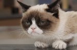 грустный кот.jpg