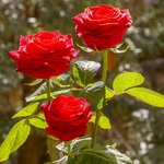 3 красных розы.jpg