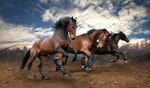 Horses_Three_3_Run_488731.jpg