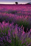 lavanda-52-foto-posadka-i-uhod-za-svoenravnym-i-krasivym-rasteniem-landshaftnyy-dizayn_3.jpg