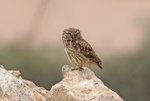 little-owl-athene-noctua.jpg