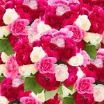 depositphotos_73788613-stock-photo-bunch-of-pink-ranunculus-flowers.jpg