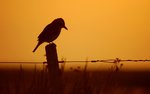 Animals___Birds_Silhouette_of_birds_on_a_fence_at_sunset_108400_.jpg