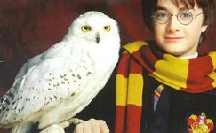 Harry-Potter-Hedwig-720x445.jpg