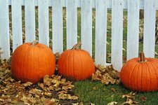 pumpkins-against-fence.jpg