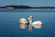 Birds_Swans_White_Two_591121_1280x853.jpg