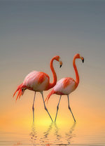 5141-2V-1_Flamingos.jpg