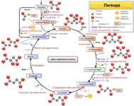 1024px-Citric_acid_cycle_with_aconitate_2_ru.svg.png