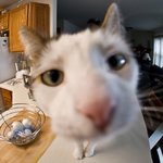 funny-cat-closeup17.jpg