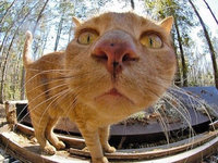 funny-cat-closeup4.jpg