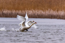 view-of-mute-swan-or-cygnus-olor-take-wing-on-water_215274-131.jpg