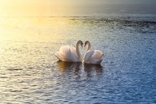 depositphotos_65121421-stock-photo-two-swans-forming-a-heart-1.jpg