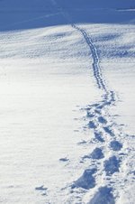 footsteps-in-the-snow-1-1345614.jpg