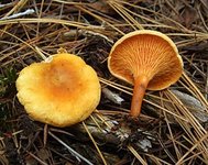 275px-Hygrophoropsis_aurantiaca_anglars.jpg