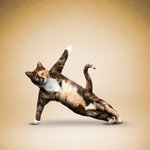 Animals-do-yoga-15.jpg