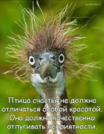 ptica-schastya-ne-dolzhna-otlichatsya-osoboy-krasotoy-ona-dolzhna-kachestvenno-otpugivat-nepri...jpg