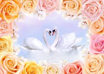 depositphotos_64377857-stock-photo-swans-in-love-framed-by.jpg