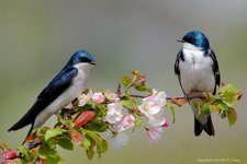 Swallows-Tree-806983-640x427.jpg