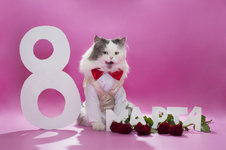 Holidays_March_8_Cats_Roses_Wine_color_Russian_561599_3005x2000.jpg