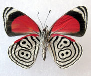 Butterfly-88.jpg