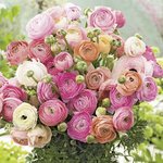 ranunkulus-lutik-pastel-miks_0.jpg