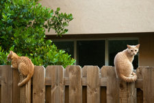 depositphotos_7543068-stock-photo-cat-on-the-fence.jpg