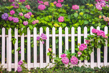 flowers-floral-white-picket-fence-gary-heller.jpg