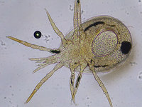 Amblyseius spp. (8).jpg