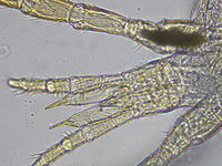 Amblyseius spp. (7).jpg