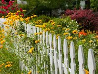 depositphotos_10810537-stock-photo-wild-flowers-growing-over-white.jpg