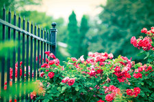 bush-fence-flowers.jpg