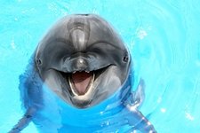 depositphotos_46401743-stock-photo-glad-beautiful-dolphin-smiling-in.jpg