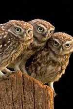 Three-birds-owl_640x960_iPhone_4_wallpaper.jpg