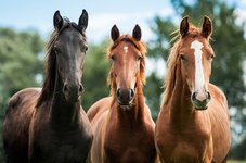 5000x3314_px_animals_horse-526727.jpg!d.jpg