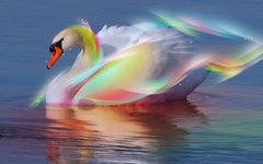 kartinki24_ru_birds_swans_0029-640x400.jpg