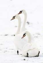 cisnes-en-nieve-48425351 (2).jpg