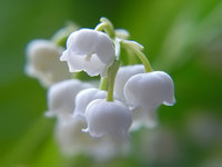 lily-of-the-valley_6.jpg