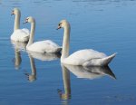 3-swans-a-swimming-lori-lafargue.jpg
