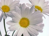 Delicate Daisies.jpg