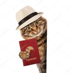 depositphotos_80418428-stock-photo-funny-cat-with-passport.jpg