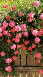 roses_flowers_fences_greens_19999_640x1136.jpg