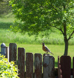 talkative-robin-on-fence.jpg