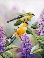 susan-bourdet-goldfinch-and-lilacs-de-artfond.jpg