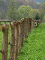tree-grass-fence-wood-lawn-wall-walkway-pasture-picket-fence-paddock-shrub-limit-wood-fence-ou...jpg
