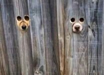 dog-owner-spy-holes-garden-fence-labradors-video-vinegret-768x554.jpg