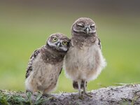 Two-owls-birds_1920x1440.jpg