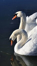 Two-white-swans-lake-wings_iphone_750x1334.jpg